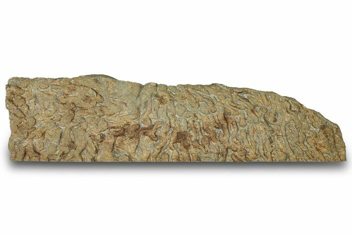 Pennsylvanian, Fossil Microbial Mat - Oklahoma #301962